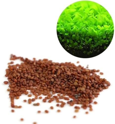 10g Grass Seeds Fast Growing,Aquarium Grass Plants Seeds, Fish Aquatic Water Grass Decor (Large Pair Leaves)