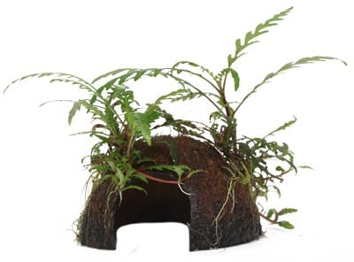 Aquarium Pflanze Hygrophila pinnatifida Wasserpflanze auf Kokosnussschale Nr.509 YCS Aquariumpflanze Wurzelstock Rhizom