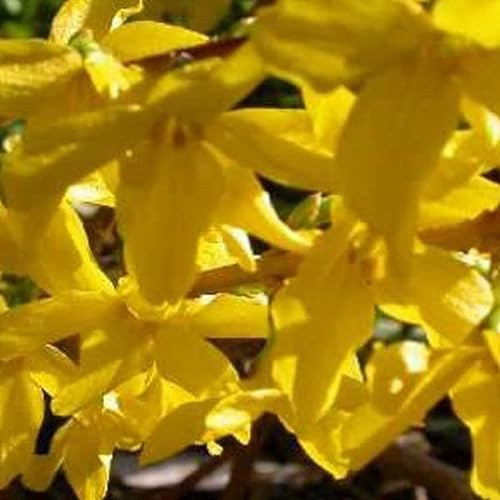 Forsythie 'Minigold' - Forsythia intermedia 'Minigold' 50-60 C - 50-60 cm Topf