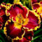 Taglilien zwiebeln,winterhart,taglilien winterhart pflanze,taglilien,taglilien rhizome,hemerocallis pflanzen,taglilien zwiebeln winterhart mehrjährig,hemerocallis Knollen.-15zwiebeln-B