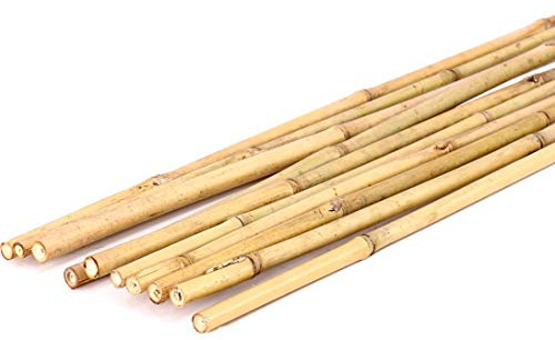 15er Set Tonkin Bambusrohre 240cm naturbelassen mit 1,4-1,6cm Durchmesser - Dünne Bambusstangen 2,4m lang