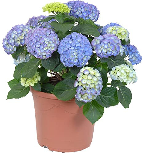 DECOALIVE Planta de Hortensia Natural con Flores de Color Azul
