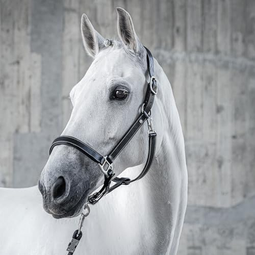 Sunride Halfter für Pferde aus Echtleder (Dallas) mit Strick - verstellbar, gepolstert und anatomisch (Cob, schwarz)