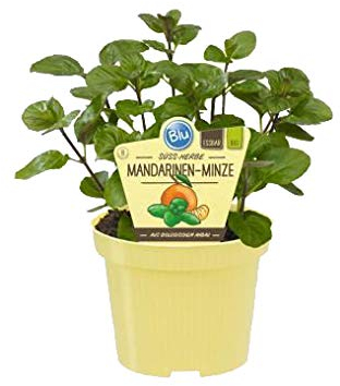 Bio Minze Mandarinen-Minze (Mentha x piperita), Kräuter Pflanzen aus nachhaltigem Anbau, (1 Pflanze)