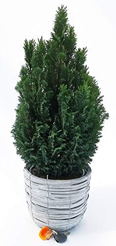 POWERS TO FLOWERS - CIPRESSO CHAMAECYPARIS STRICTA XXL IN VASO LEGNO-FERRO, Pianta Vera