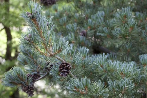 Pinus parviflora 'Glauca' 70-80 cm – Immergrün, Winterhart, Pflegeleicht – Japanische Mädchenkiefer – Bonsai- und Kübelpflanze für Garten & Terrasse