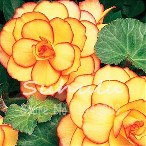 Wunderschöne Begonie, Begonie Samen Bonsai Blumensamen, 50 Teile/los Garten Decor Reinigen Die Luft Absorbieren Schädliche Gase