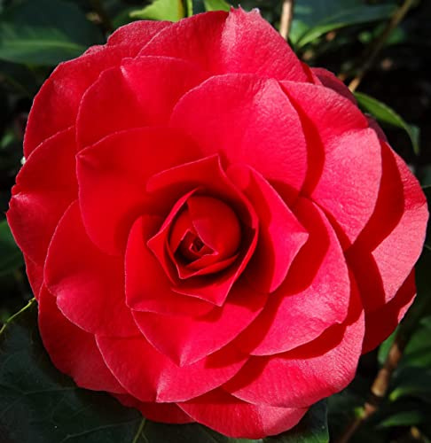Camellia Japonica Plants Outdoor Garden Ready 'Roger Hall' Hardy Evergreen Shrub Bush Double Red Blooms Easy to Grow Your Own Outdoor Garden Flower Plants 1x 1.5-Litre Potted Plant by Suttons