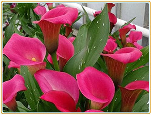 Calla-Lilienzwiebel – winterhart, grünblättrig, seltene Arten, Dekorationen, geheimer Garten, Weihnachtsgeschenke, mehrjährig, Pflanzen, duftend, Luft reinigend – 15 Samen