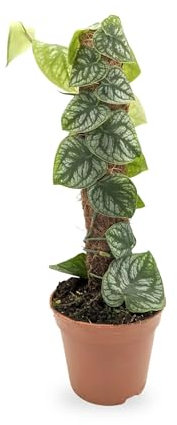 Monstera dubia (juveniel) on Pole 30cm (14cm Nursery Pot)