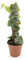 Monstera dubia (juveniel) on Pole 30cm (14cm Nursery Pot)