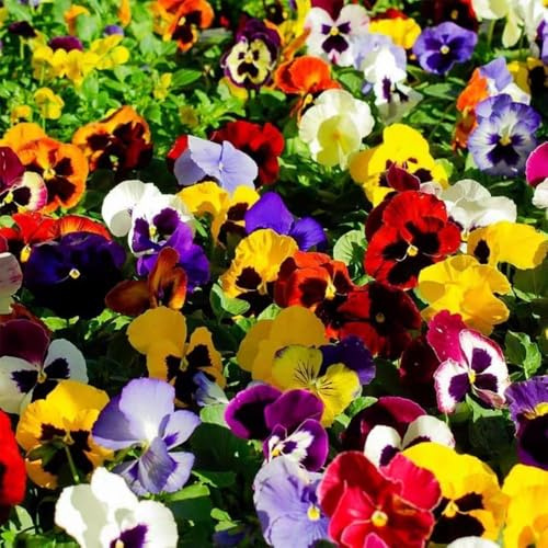 800 piezas semillas de pensamiento resistentes - del jardín las en conserva, semillas de violeta cornuda, silvestres prado,