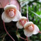 Saterkali Affengesicht-Orchideen-Blumensamen, 20 Stück Affengesicht-Orchideen-Blumensamen Bonsai-Hausgarten-Pflanzensamen