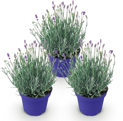 GreenboutiQ - Gartenpflanze - Lavandula angustifolia Hidcote - Lavendel - Winterhart - Lila - 3 Pflanzen - Topf 12cm - Höhe 15-25cm