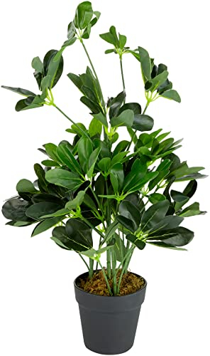 Leaf Artificial Schefflera Arboricola Plant (Umbrella Tree) Black Plastic Pot, Golden Capella, 75cm