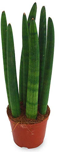 POWERS TO FLOWERS - SANSEVERIA CYLINDRICA, Lingua di suocera, Pianta vera
