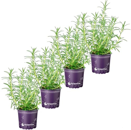 Rosmarin Pflanze Blue-Winter – Winterhart & Aromatisch | florapartner – Frische Kräuter für das ganze Jahr! 4er-Set