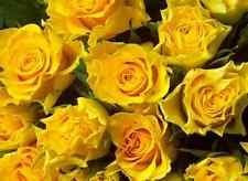 a Yellow Rose Bush! 10 semi! Pettine. S/H! VEDERE IL NOSTRO NEGIO PER ALTRI Rose!