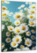 DARO Design - Wand-Bild auf 6mm HDF 30x20 cm Gänseblümchen Feld - Wand-Deko Bilder Geschenk