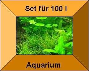Mühlan Topartikel- 5 Töpfe + 5 Bund Wasserpflanzen, Aquarienpflanzen, eine Komplettbepflanzung für Ihr Aquarium