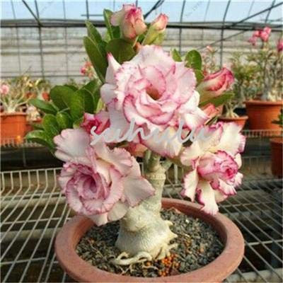 SEEDSOWN 5 pièces/Sac Adenium obesum Seeds Desert Rose Seeds MixedBonsai graines s pétales Double pour Jardin