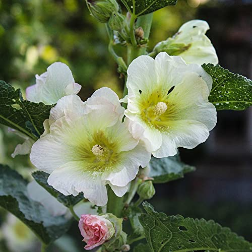 XHLKD-Y Weiß Malve Samen Pflanze Winterhart Malven Saatgut Blumensamen Winterharte Pflanzen FüR Garten Wildblumensamen BlüHwiese MehrjäHrig Blumenwies Ewiesenblumen Samen Blumen 200 Seeds