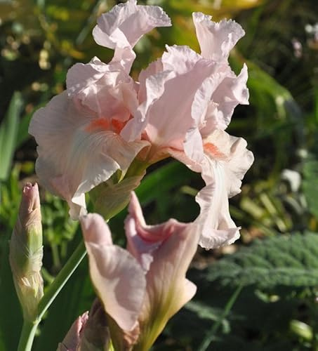 Schwertlilie Vanity - Iris barbata - lebende Gartenpflanze aus den Baumschulen