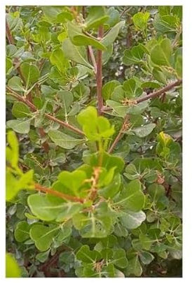 Stk - 10x Rhus glauca blaue Kuni-Rhus Strauch Garten Pflanzen - Samen ID1549 - Seeds & Plants Shop by Ipsa