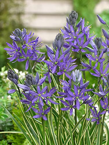 Lot de 10 Bulbes Camassia blue melody quamash - Jacinthe des Indiens - La Main Verte