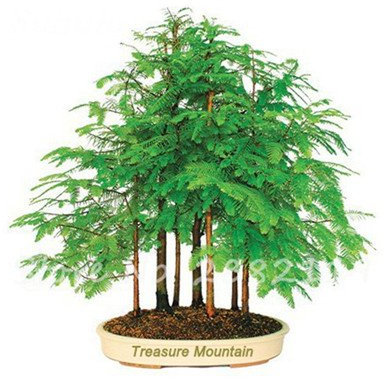 Seeds 30 pc sequoia red seeds sequoia sequoia sempervirens bonsai agramsero in pot for the house and fresh garden of Air Domestic garden of DIY 7: Seeds not a live plants