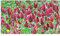 Multitanks - Trèfle Incarnat Engrais vert 500gr Vilmorin - 200m2