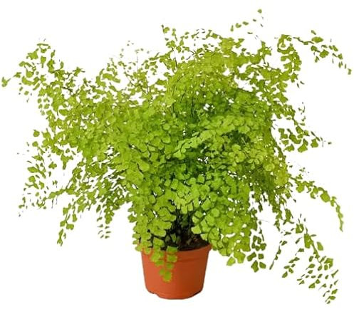 Cabello de Venus (Adiantum) Natural Planta Colgante Perfecta para tus Espacios Verdes