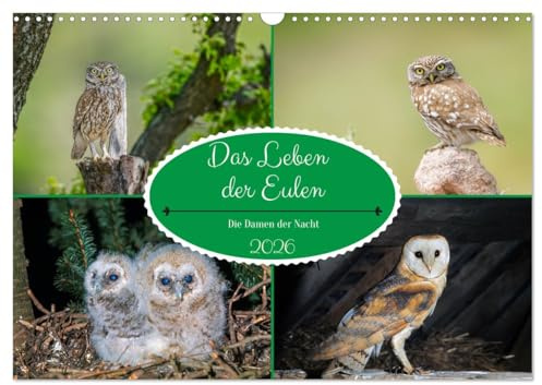 Das Leben der Eulen, die Damen der Nacht (Wandkalender 2026 DIN A3 quer), CALVENDO Monatskalender: Auf Entdeckungsreise zu den Eulen (CALVENDO Orte)