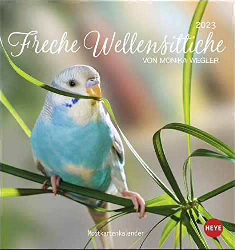 Freche Wellensittiche Postkartenkalender 2023 von Monika Wegler. Die bunten Vögel in einem kleinen Kalender zum Aufstellen und Aufhängen. Perforierter Postkarten-Fotokalender.