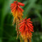 semi di giglio torcia - Kniphofia uvaria piante d'appartamento esotiche vecchie varietà da interno biologici fiori selvatici piantare a 100pcs