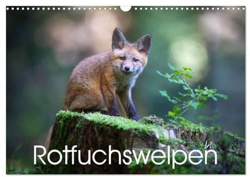 Rotfuchswelpen (Wandkalender 2026 DIN A3 quer), CALVENDO Monatskalender