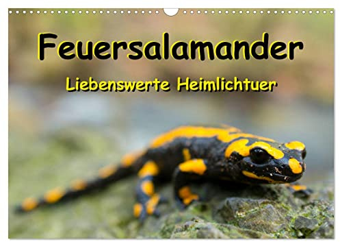 Feuersalamander - Liebenswerte Heimlichtuer (Wandkalender 2026 DIN A3 quer), CALVENDO Monatskalender: Die beliebten, sympathisch schwarz-gelb ... in farbigen Großaufnahmen. (CALVENDO Tiere)