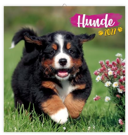 Trötsch Broschürenkalender Hunde 2027: Wandplaner