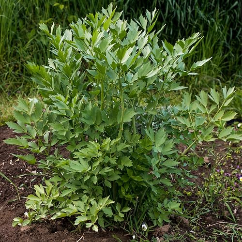 Bloomique - Set da 3 - Levisticum Officinale - Finocchio dolce - Pianta per il prezzemolo - Erbe - Piante da giardino - Resistente all'inverno - Altezza 10-20 cm - Vaso 9x9 cm