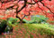 Peter Pauper Press Japanese Maple Tree 1000 Piece Jigsaw Puzzle, Red