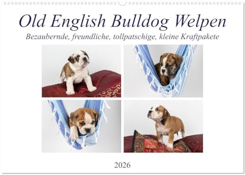 Old English Bulldog Welpen (Wandkalender 2026 DIN A2 quer), CALVENDO Monatskalender: Kleine bezaubernde Kraftpakete (CALVENDO Tiere)