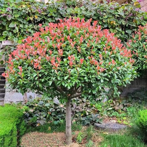 semi di ligustro lucido rosso pettirosso - piante resistenti all'esterno, piante da appartamento perenni resistenti piante esotiche resistenti piante decorative erbe semi decorazione 80pcs