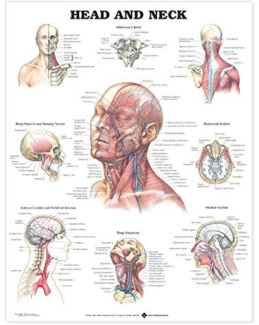 Anatomy Stuff 9781587791475