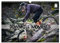 Downhill Moments (Wandkalender 2025 DIN A3 quer), CALVENDO Monatskalender: Downhill...Bergabfahrt extrem (CALVENDO Sport)