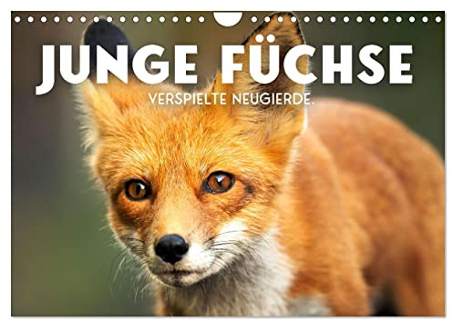Junge Füchse - Verspielte Neugierde. (Wandkalender 2026 DIN A4 quer), CALVENDO Monatskalender: Flinke Abenteurer. (CALVENDO Tiere)
