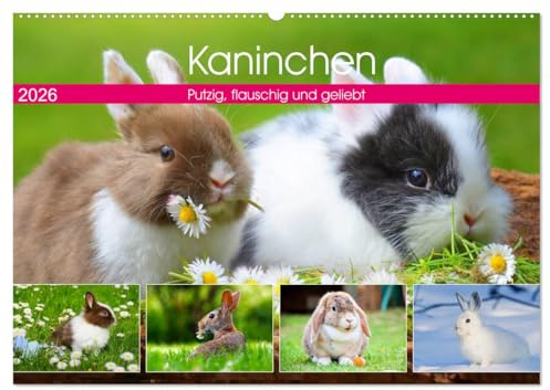 Kaninchen. Putzig, flauschig und geliebt (Wandkalender 2026 DIN A2 quer), CALVENDO Monatskalender: Die beliebten und kuscheligen Gesellen mit den langen Ohren (CALVENDO Tiere)