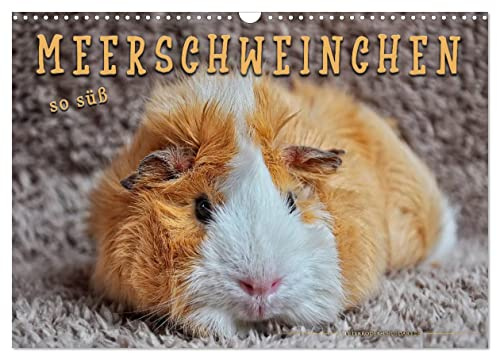 Meerschweinchen - so süß (Wandkalender 2026 DIN A3 quer), CALVENDO Monatskalender: Eindrucksvolle Bilder der niedlichen Nager. (CALVENDO Tiere)