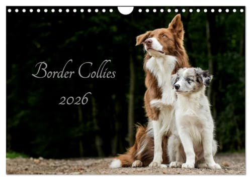 Border Collies 2026 (Wandkalender 2026 DIN A4 quer), CALVENDO Monatskalender: Ein Kalender der die bunte Vielfalt der beliebten Hütehunde präsentiert (CALVENDO Tiere)
