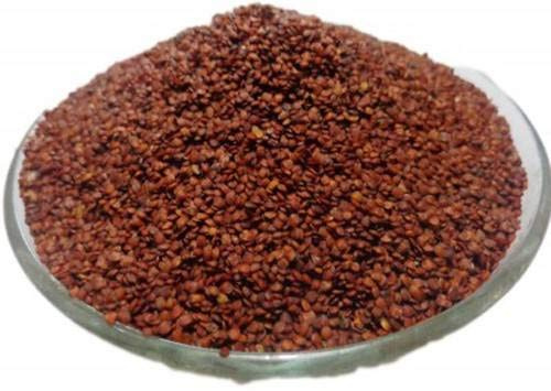 Beste Lajwanti-Samen - Lajjalu - Chu-mui - Semi pianta sensitive - Mimosa pudica - 250 Gramm semi