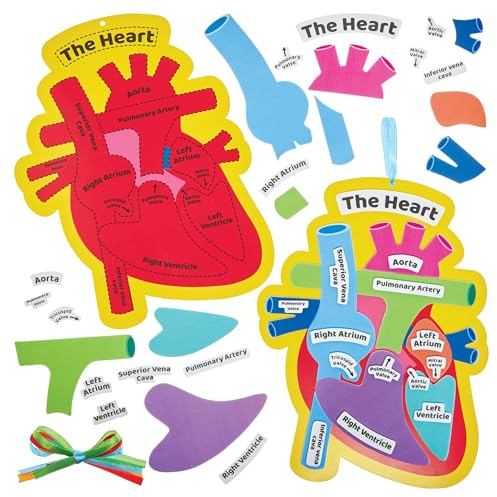 Baker Ross FN458 Human Heart Biology Kits - Pack of 4, STEM, Science, Health and Learning Aids for Kids and Schools